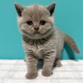 ブリティッシュショートヘア
