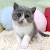 ブリティッシュショートヘア