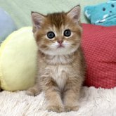 ブリティッシュショートヘア