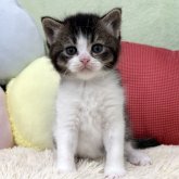 ブリティッシュショートヘア