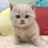 ブリティッシュショートヘア