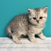 ブリティッシュショートヘア