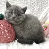 ブリティッシュショートヘア