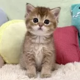 ブリティッシュショートヘア