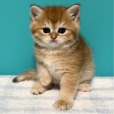 ブリティッシュショートヘア