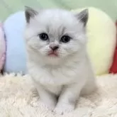 ブリティッシュショートヘア