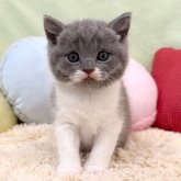 ブリティッシュショートヘア