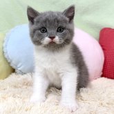 ブリティッシュショートヘア