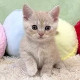 ブリティッシュショートヘア