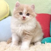 ブリティッシュショートヘア
