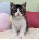 ブリティッシュショートヘア