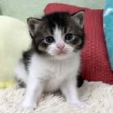 ブリティッシュショートヘア