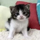 ブリティッシュショートヘア