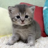 ブリティッシュショートヘア
