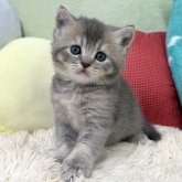 ブリティッシュショートヘア