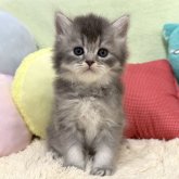 ブリティッシュロングヘア