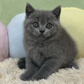 ブリティッシュショートヘア