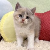 ブリティッシュショートヘア