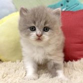 ブリティッシュロングヘア