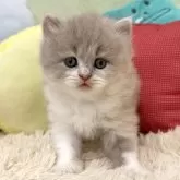 ブリティッシュロングヘア