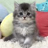 ブリティッシュロングヘア