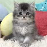 ブリティッシュロングヘア