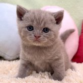 ブリティッシュショートヘア