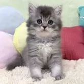 ブリティッシュロングヘア