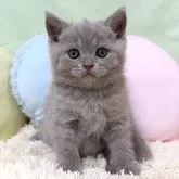 ブリティッシュショートヘア