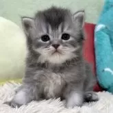 ブリティッシュロングヘア