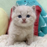 ブリティッシュショートヘア