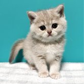 ブリティッシュショートヘア