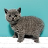 ブリティッシュショートヘア