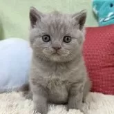 ブリティッシュショートヘア