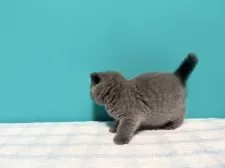 ブリティッシュショートヘア【大阪府・女の子・2025年2月10日・ブルー】の写真7