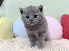 ブリティッシュショートヘア【大阪府・男の子・2025年10月4日・ブルー】の写真4