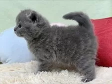 ブリティッシュショートヘア【大阪府・男の子・2025年10月4日・ブルー】の写真5