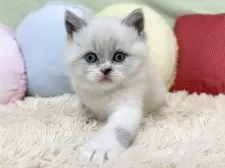 ブリティッシュショートヘア【大阪府・女の子・2025年10月29日・ブルーポイント&ホワイト】の写真5