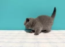 ブリティッシュショートヘア【大阪府・女の子・2025年2月10日・ブルー】の写真5