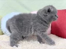 ブリティッシュショートヘア【大阪府・男の子・2025年10月4日・ブルー】の写真6