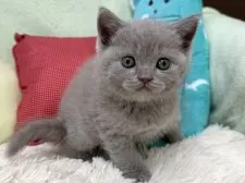 ブリティッシュショートヘア【大阪府・女の子・2025年4月5日・ライラック】の写真13