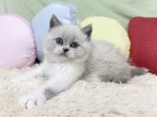 ブリティッシュショートヘア【大阪府・女の子・2025年10月29日・ブルーポイント&ホワイト】の写真9