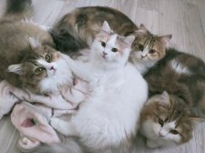 ラガマフィン親子🐱🐱真ん中上の子が親猫ひまわりです。｜廣田　彩香(ひろた　あやか)ブリーダー(熊本県・ラガマフィンなど・ACC登録)の紹介写真1