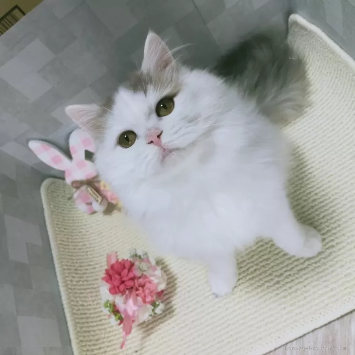 ID：2401-01905の子猫