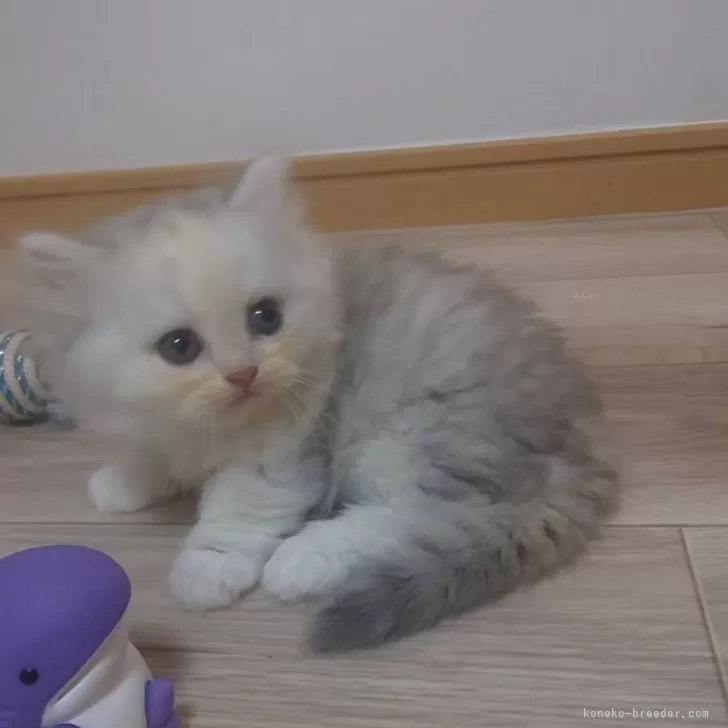 H.K 様のお迎えした子猫