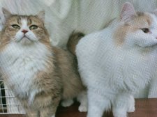 ラガマフィン【・女の子・2023年5月4日・ブラウンタビーホワイト】「猫ママが帰ってきたら必ずおで迎えに網戸まで出てきてくれます𓏲𓎨」