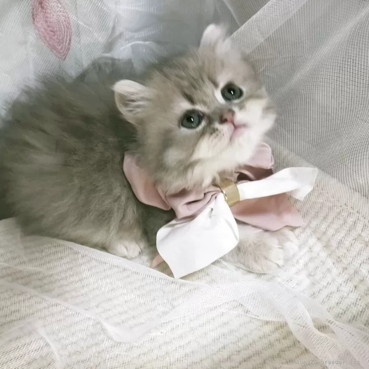 ID:2505-00310の子猫