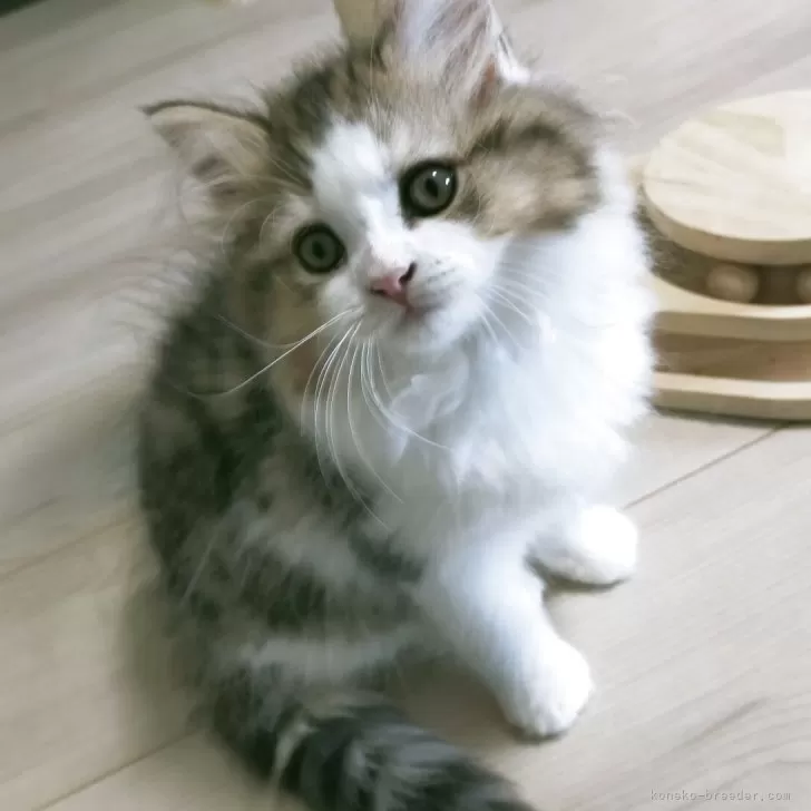 ID：2505-02704の子猫