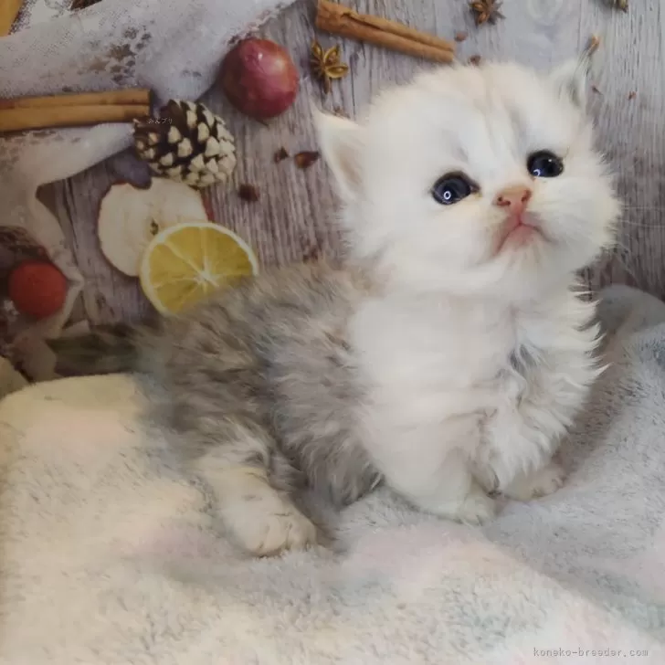 ミヌエット×ラガマフィン【熊本県・女の子・2025年10月12日・シルバータビーホワイト】の写真1