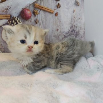 ミヌエット×ラガマフィン【熊本県・女の子・2025年10月12日・ダイリュートキャリコ】の写真「末っ子ちゃん🎀めちゃくちゃマイペースな子です」